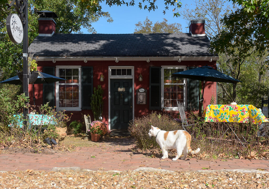 Huff's cat, Bingham, wanders in front of Catalpa before a lunch rush